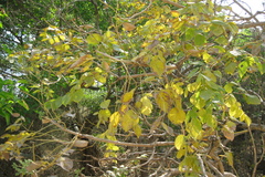 Radermachera xylocarpa